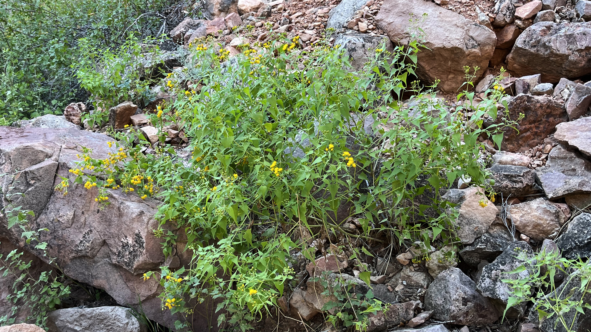 Bluewater Canyon, September 2025