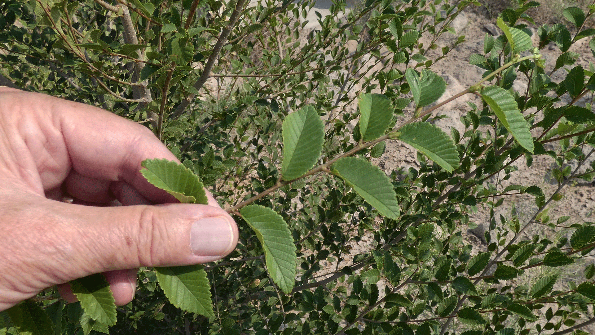 Leaves, Albuquerque, August 2020