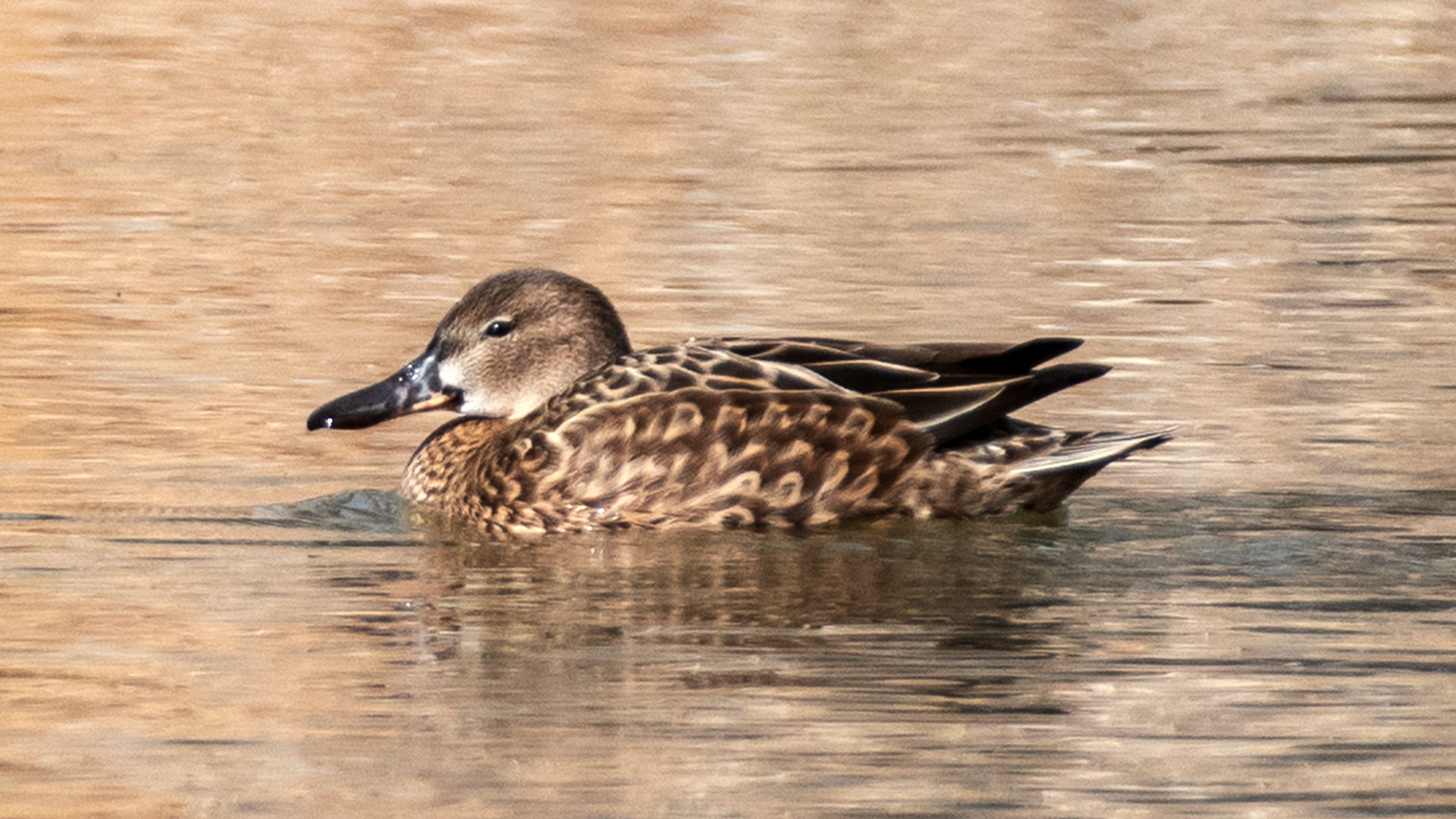 Female, Rio Grande Bosque, Albuquerque, February 2024