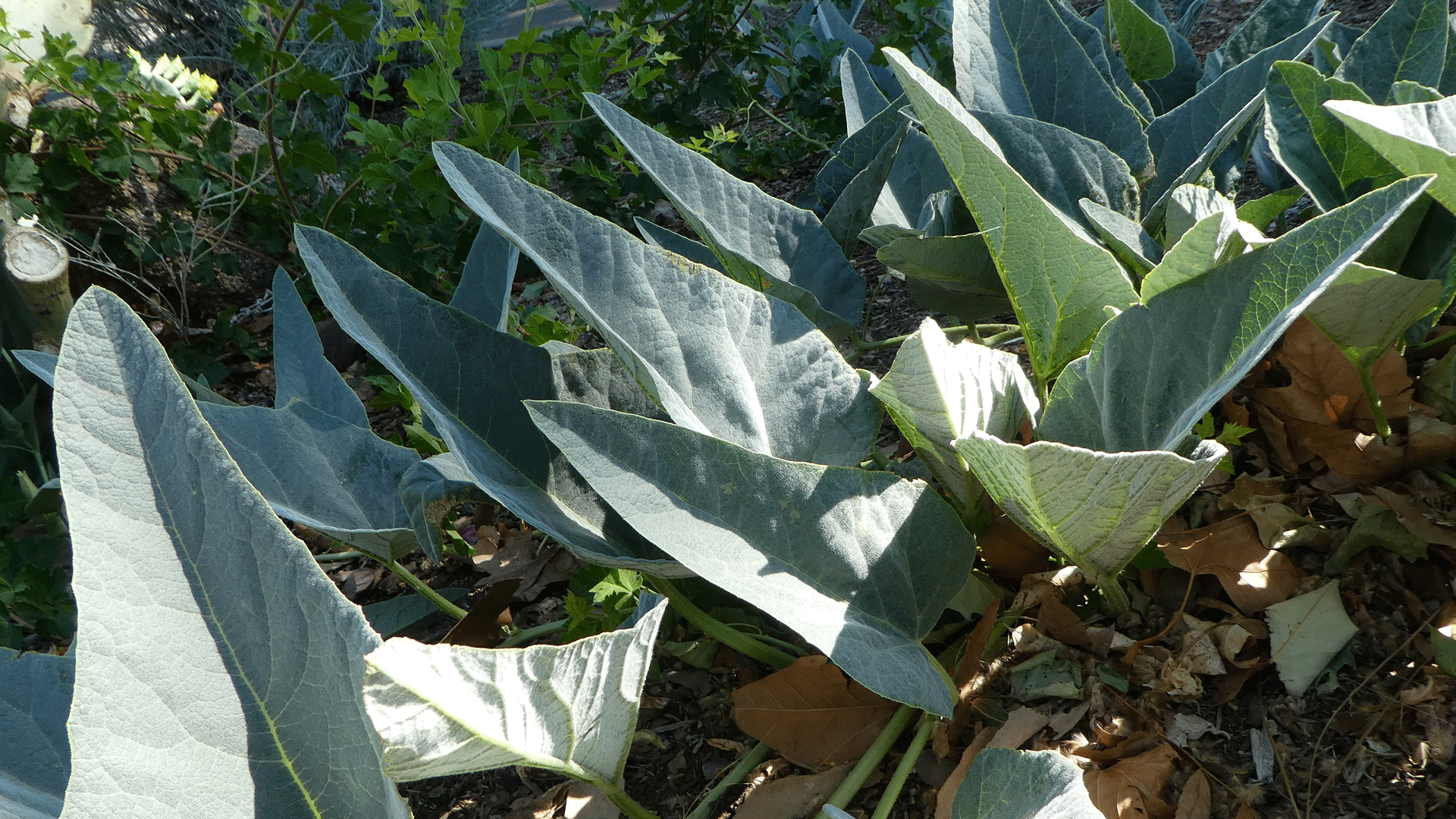 Leaves, Albuquerque, June 2020