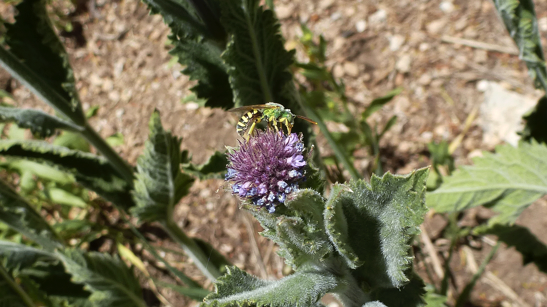 With metallic green sweat bee, Sandia Mountains, June 2020