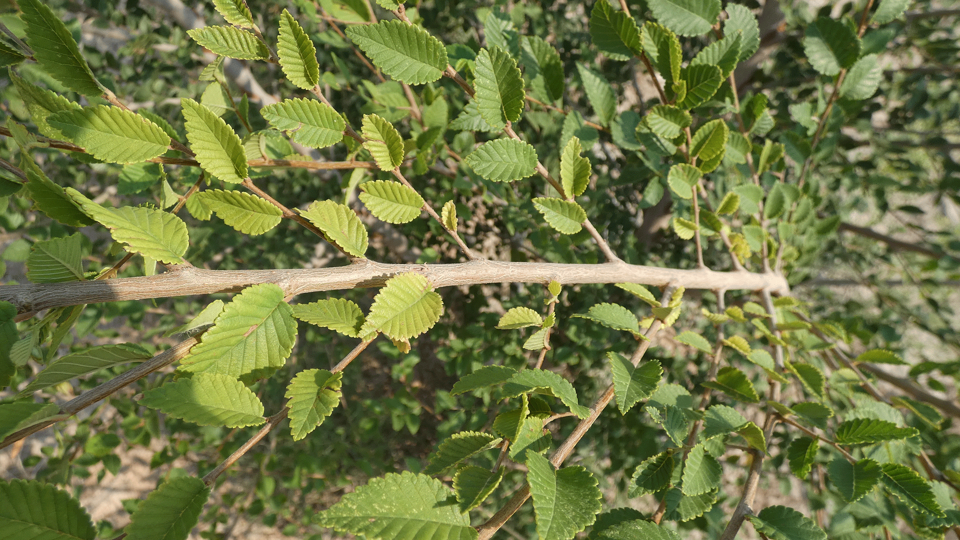 Branch and leaves, Albuquerque, August 2020