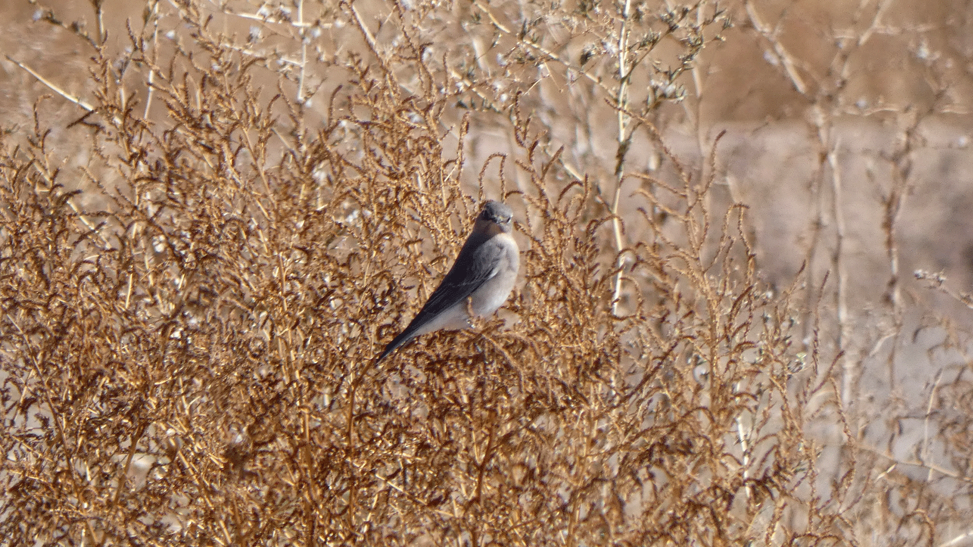 Female, Valle de Oro NWR, October 2020