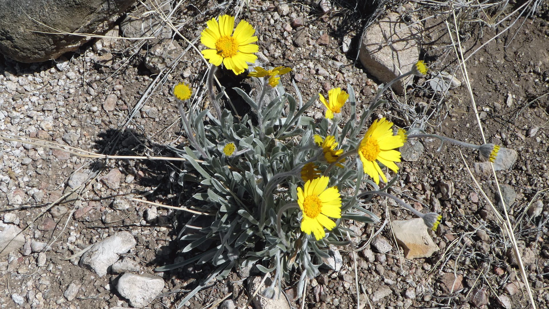 Sandia Mountains foothills, April 2020