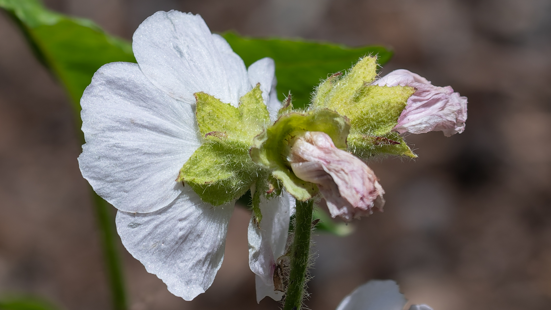Calyces, Sandia Mountains, June 2026