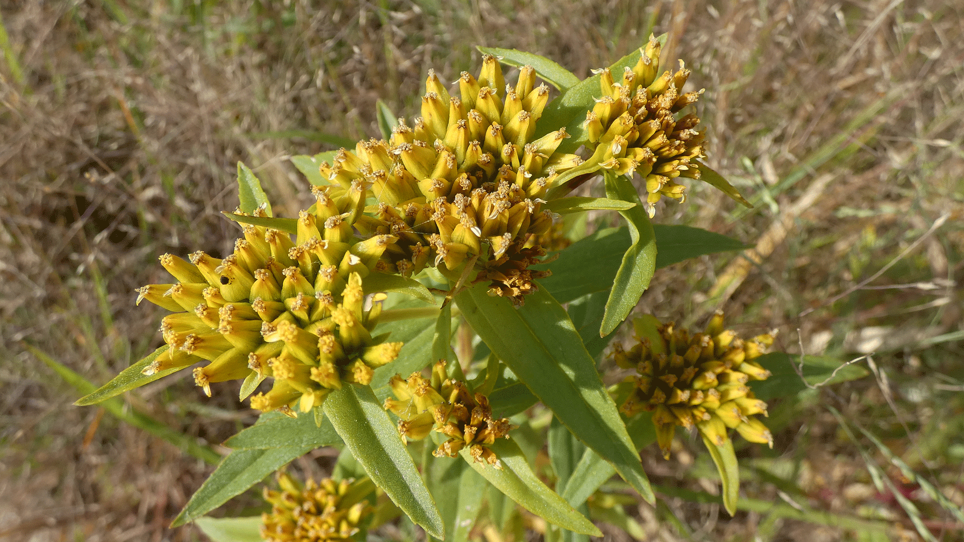 Rio Grande Bosque, Albuquerque, September 2020