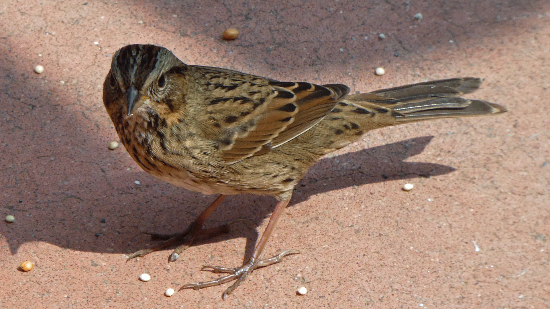 Albuquerque, September 2020