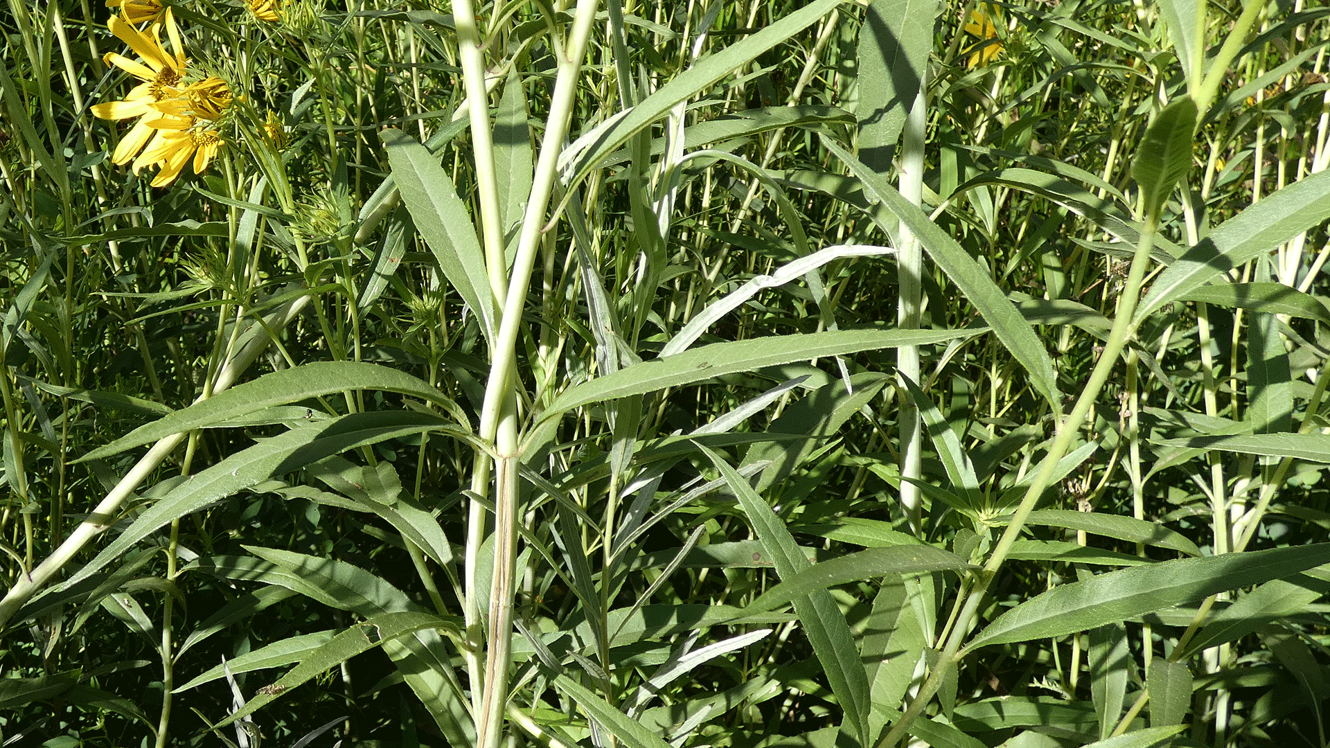 Rio Grande Bosque, Albuquerque, August 2020