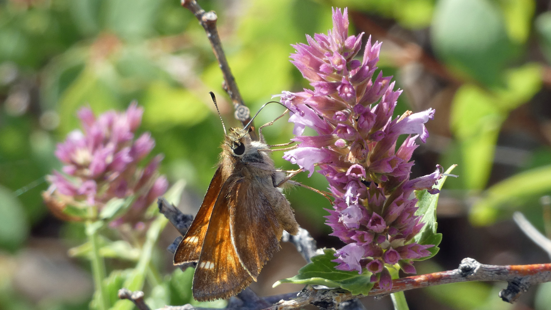 Female on giant hyssop, Sandia Mountains, July 2022