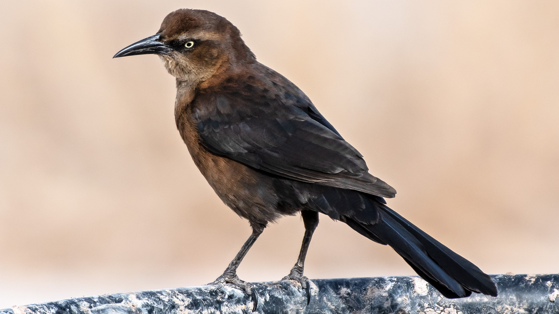 Female, Isleta Lakes, February 2025
