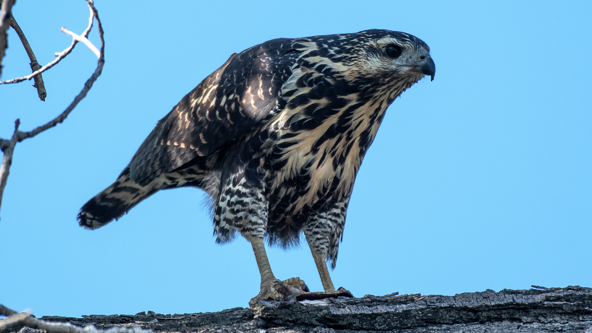 Juvenile, Rio Grande Bosque, Albuquerque, August 2025