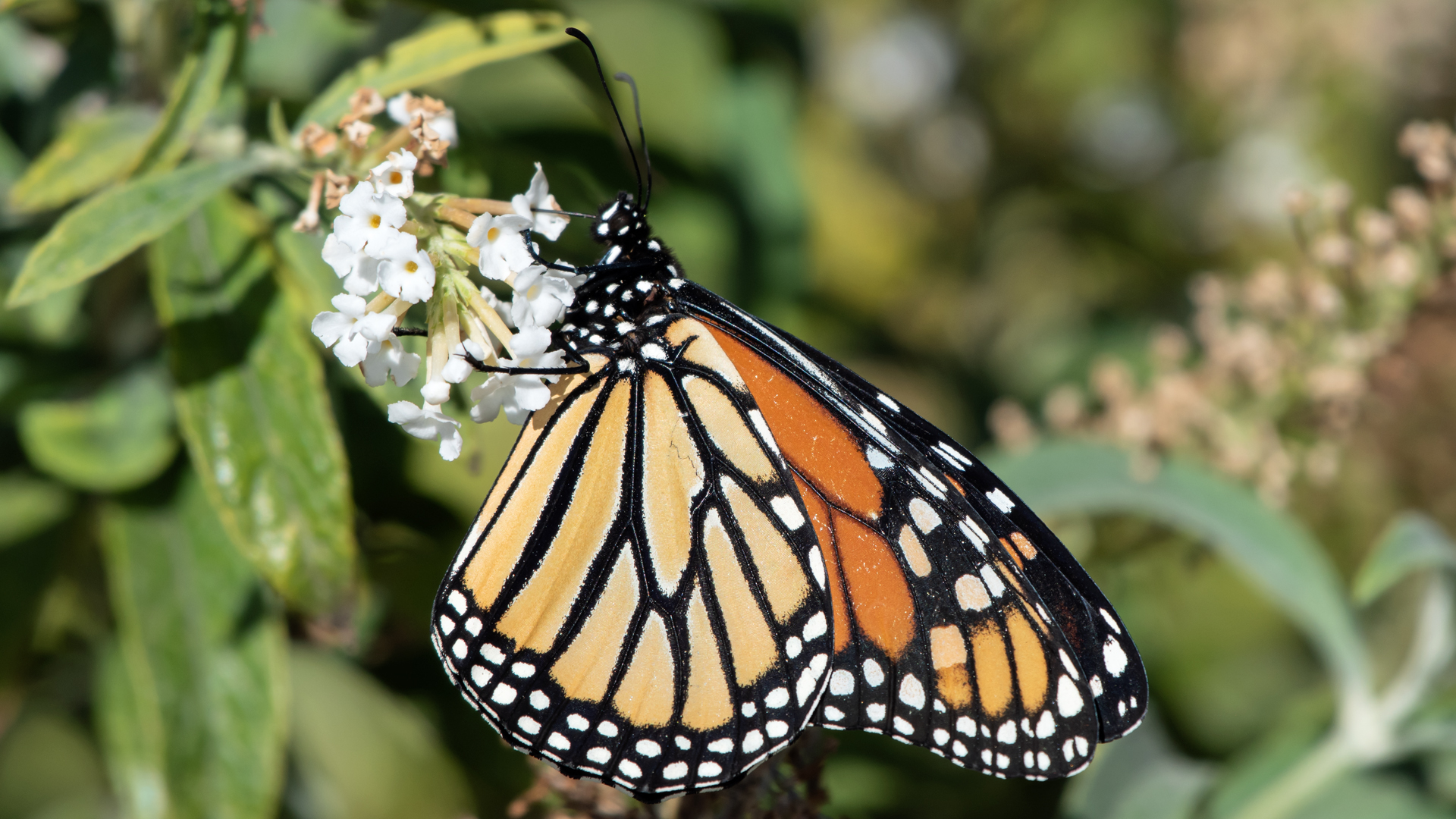 Female on butterfly bush, Albuquerque, October 2023