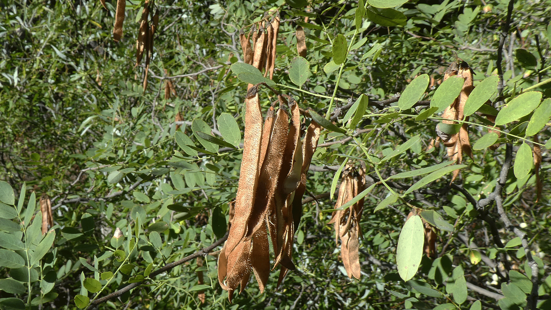 Seed pods, Sandia Mountains, September 2020