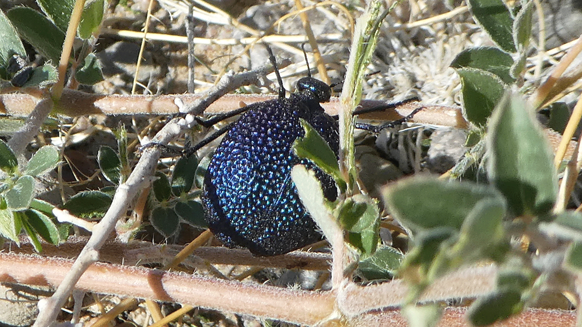 Albuquerque, June 2020