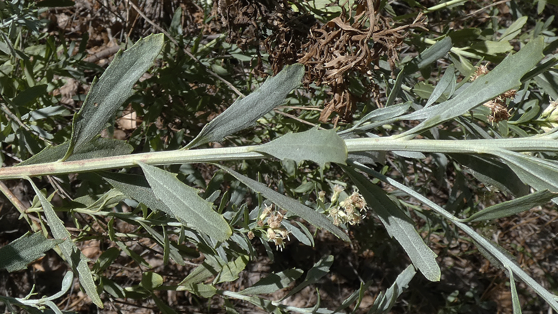 Leaves and male flowers, Rio Grande Bosque, Albuquerque, August 2020