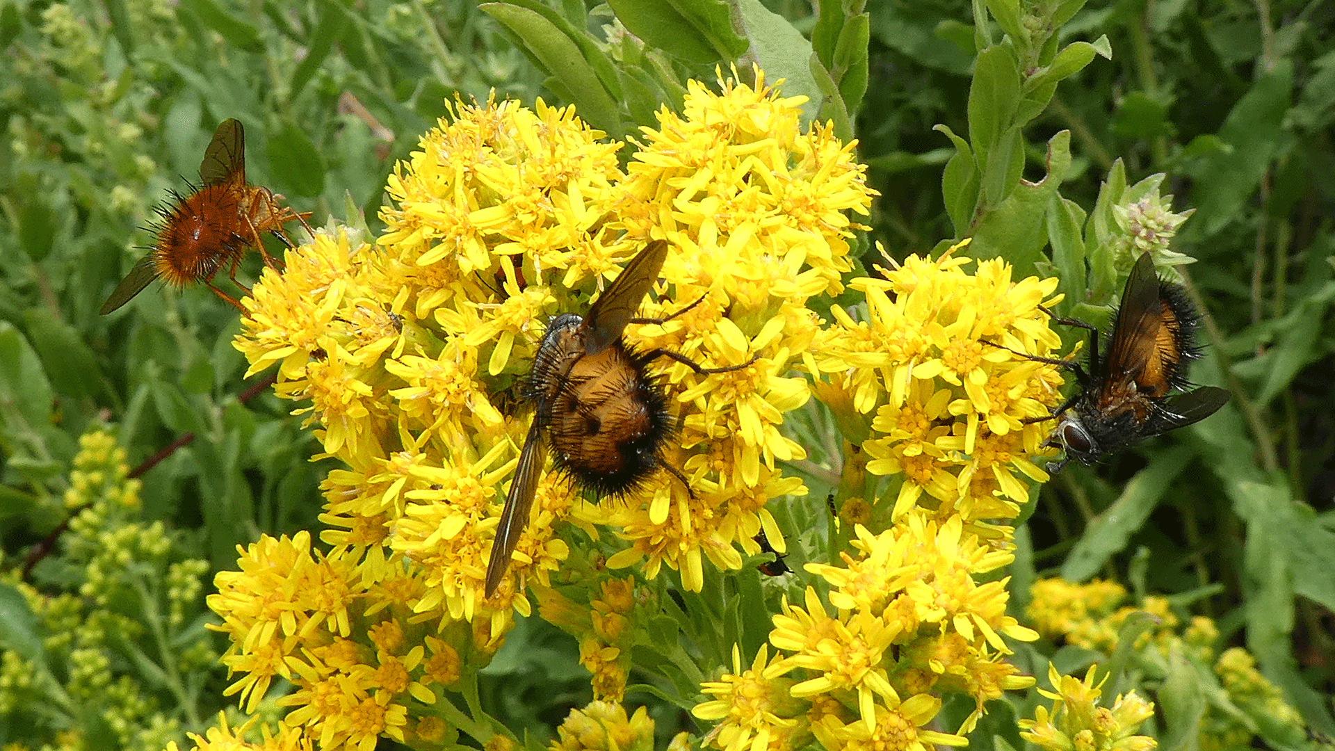 On goldenrod, Sandia Mountains, July 2020