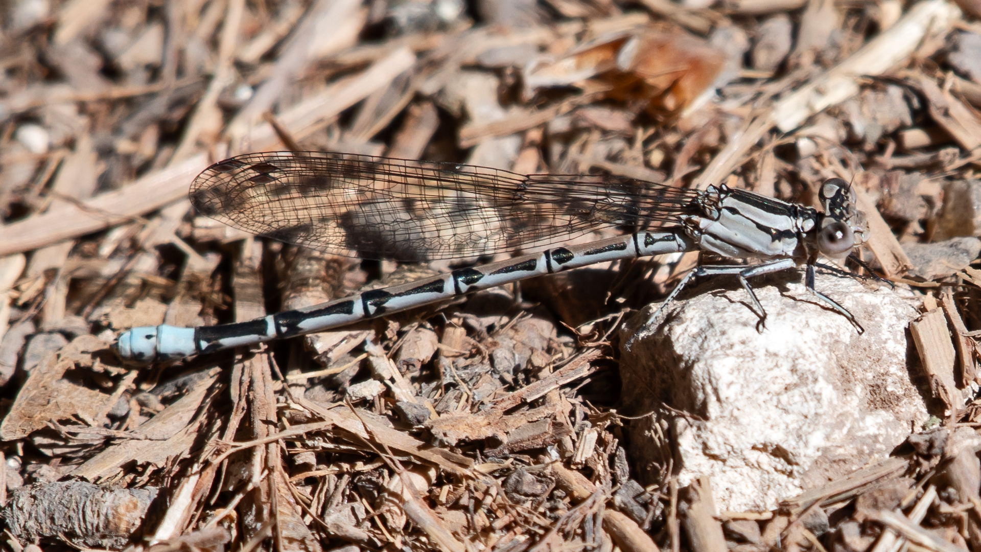 Female, Carlito Springs, May 2026