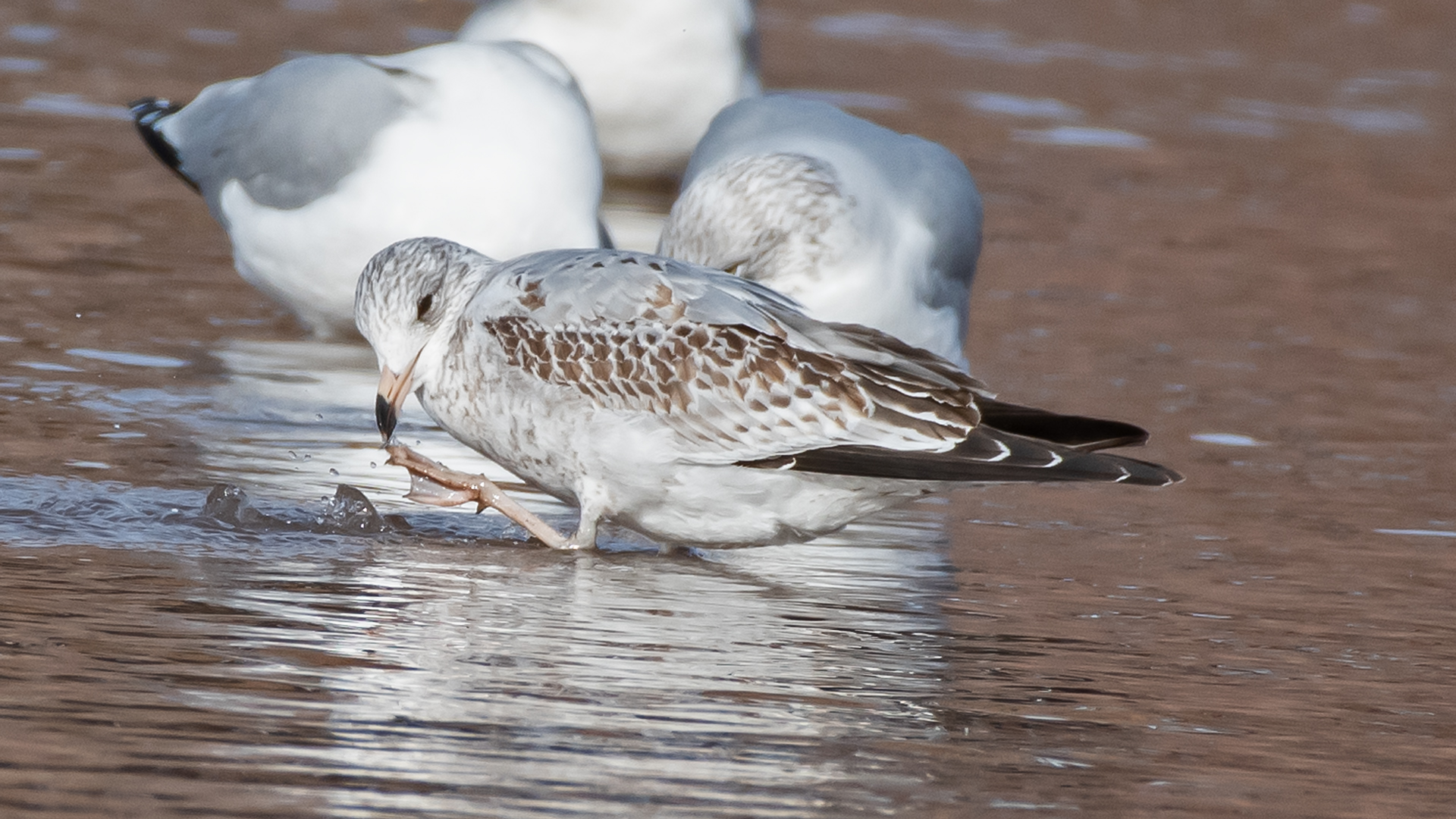 Immature, Rio Grande, Albuquerque, December 2025