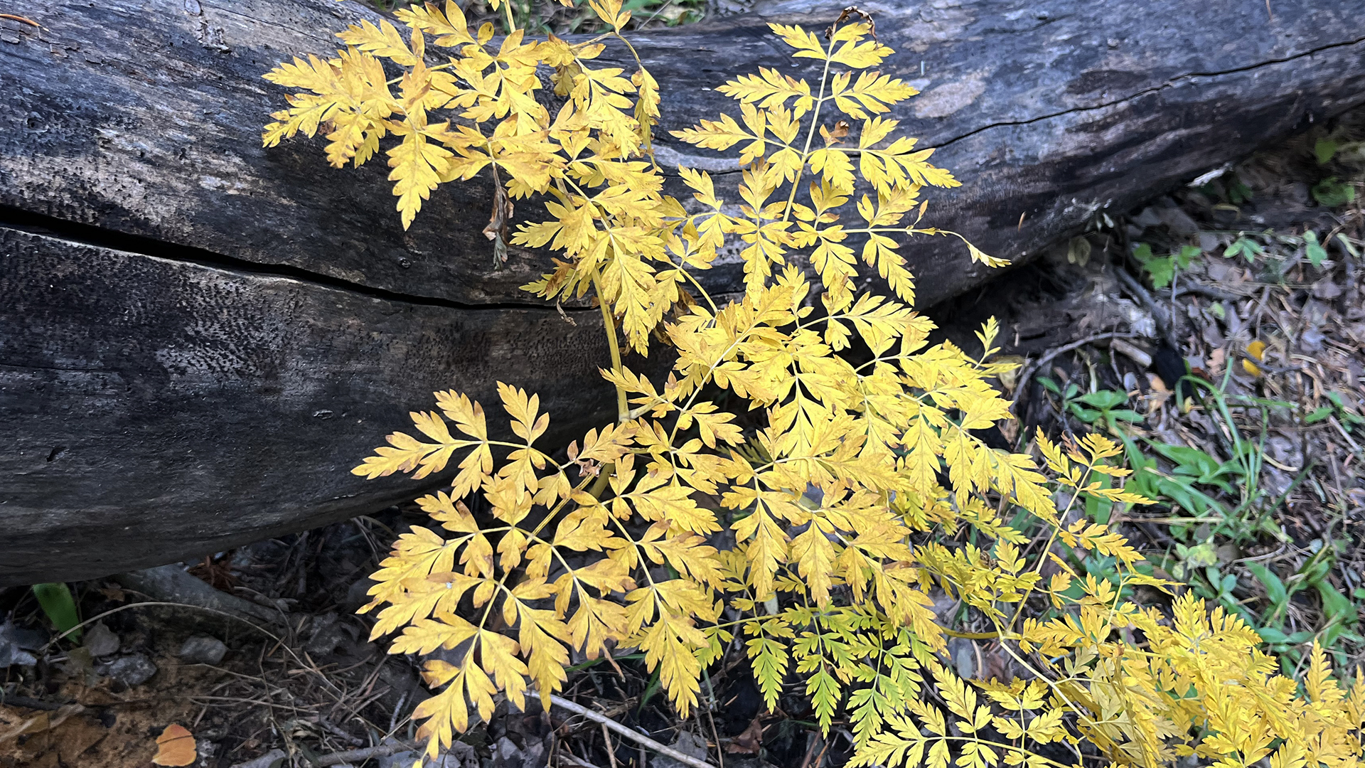 Fall leaf color, Carlito Springs, October 2025