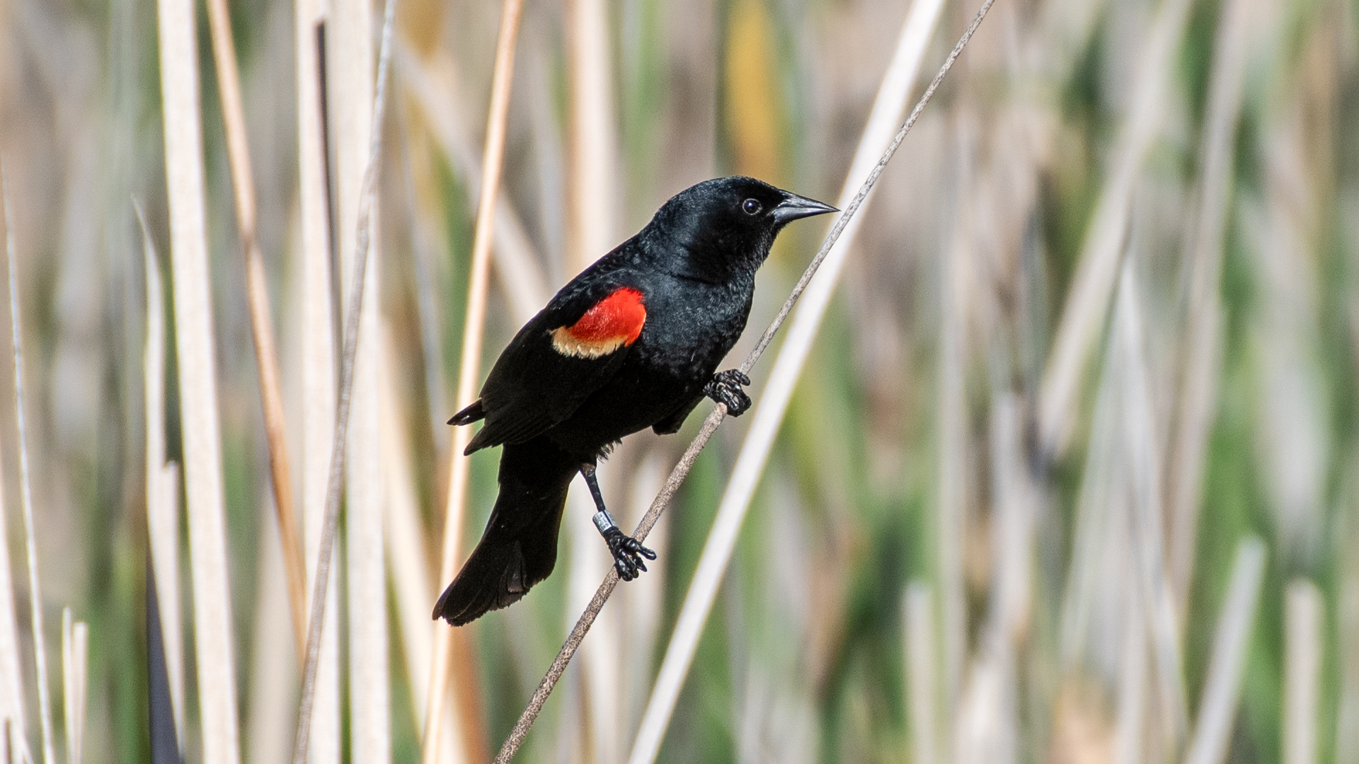 Male, Rio Grande Bosque, Albuquerque, July 2025
