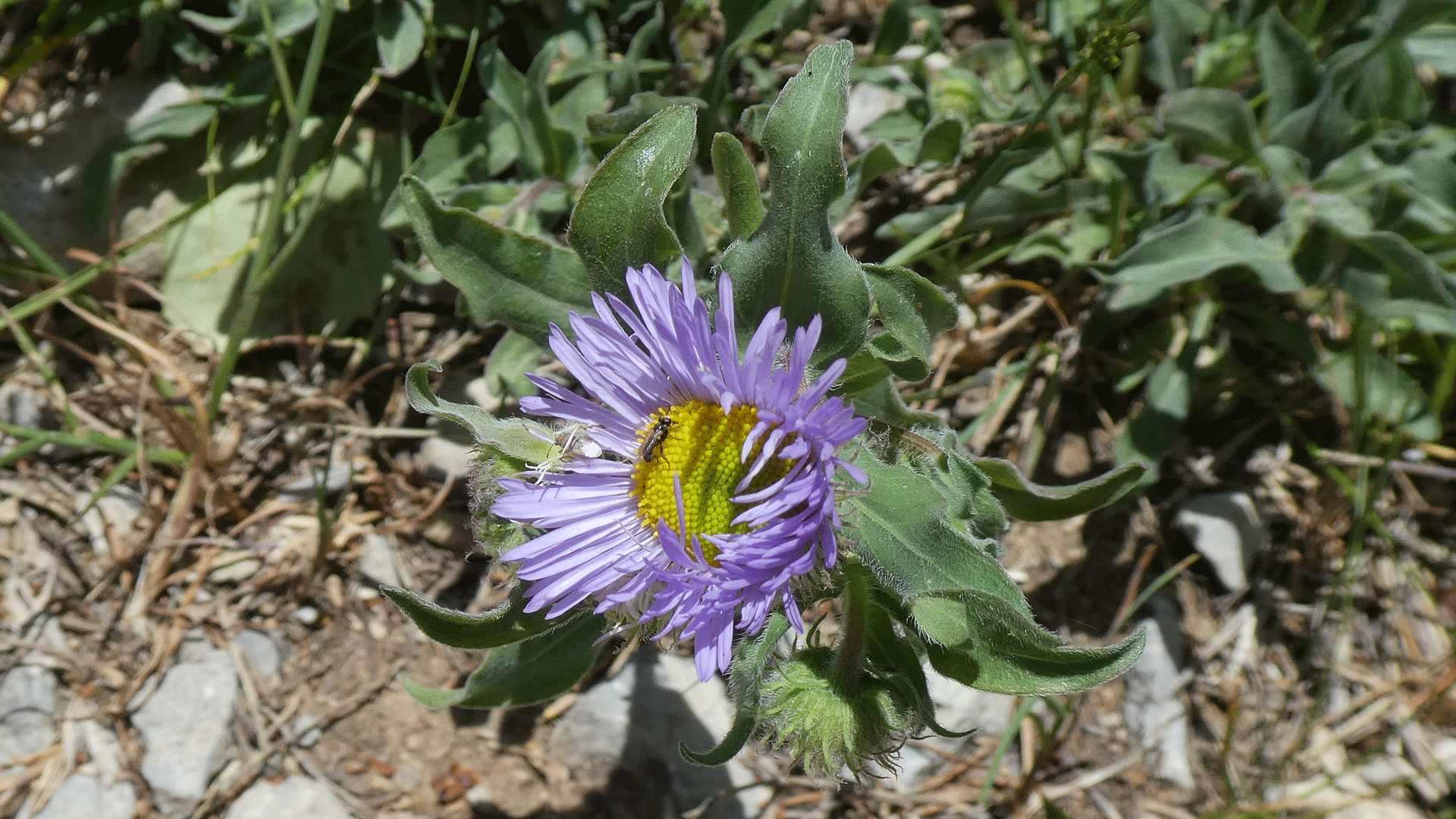 Young blossom, Sandia Mountains, July 2020