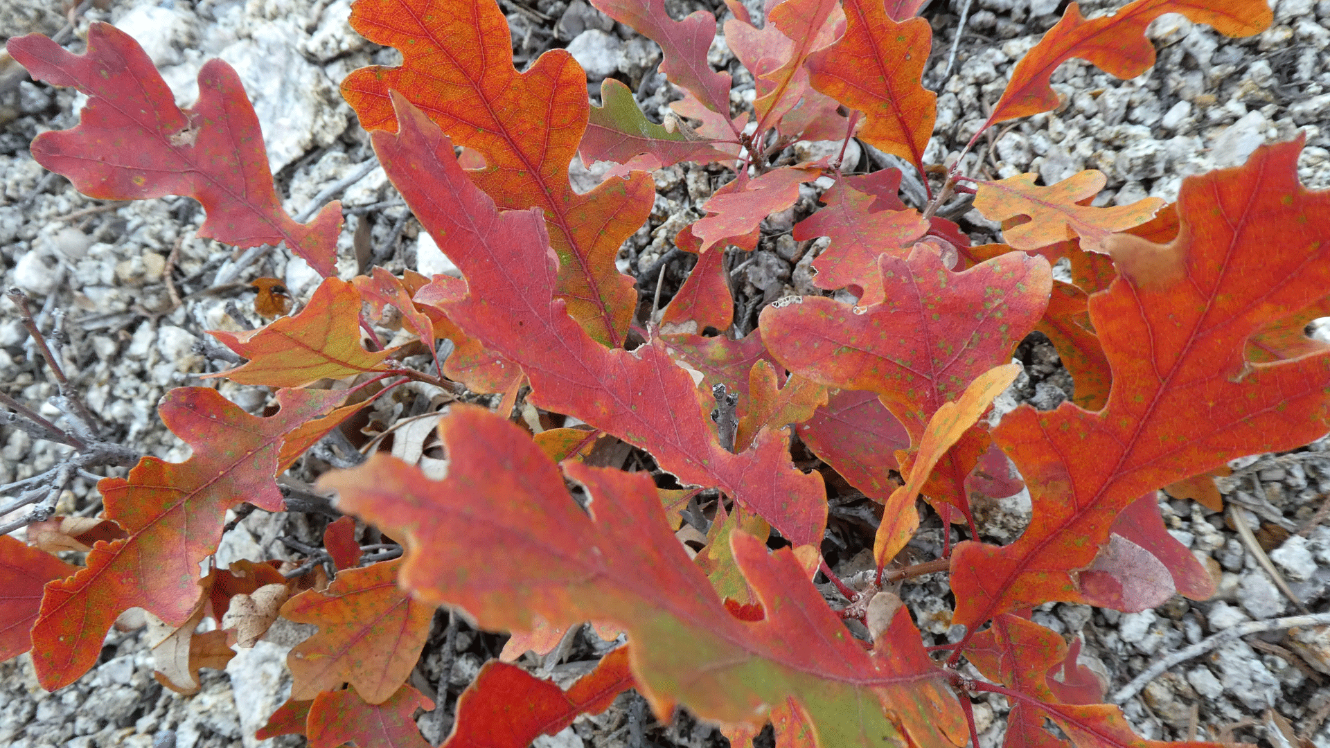 Sandia Mountains, October 2020