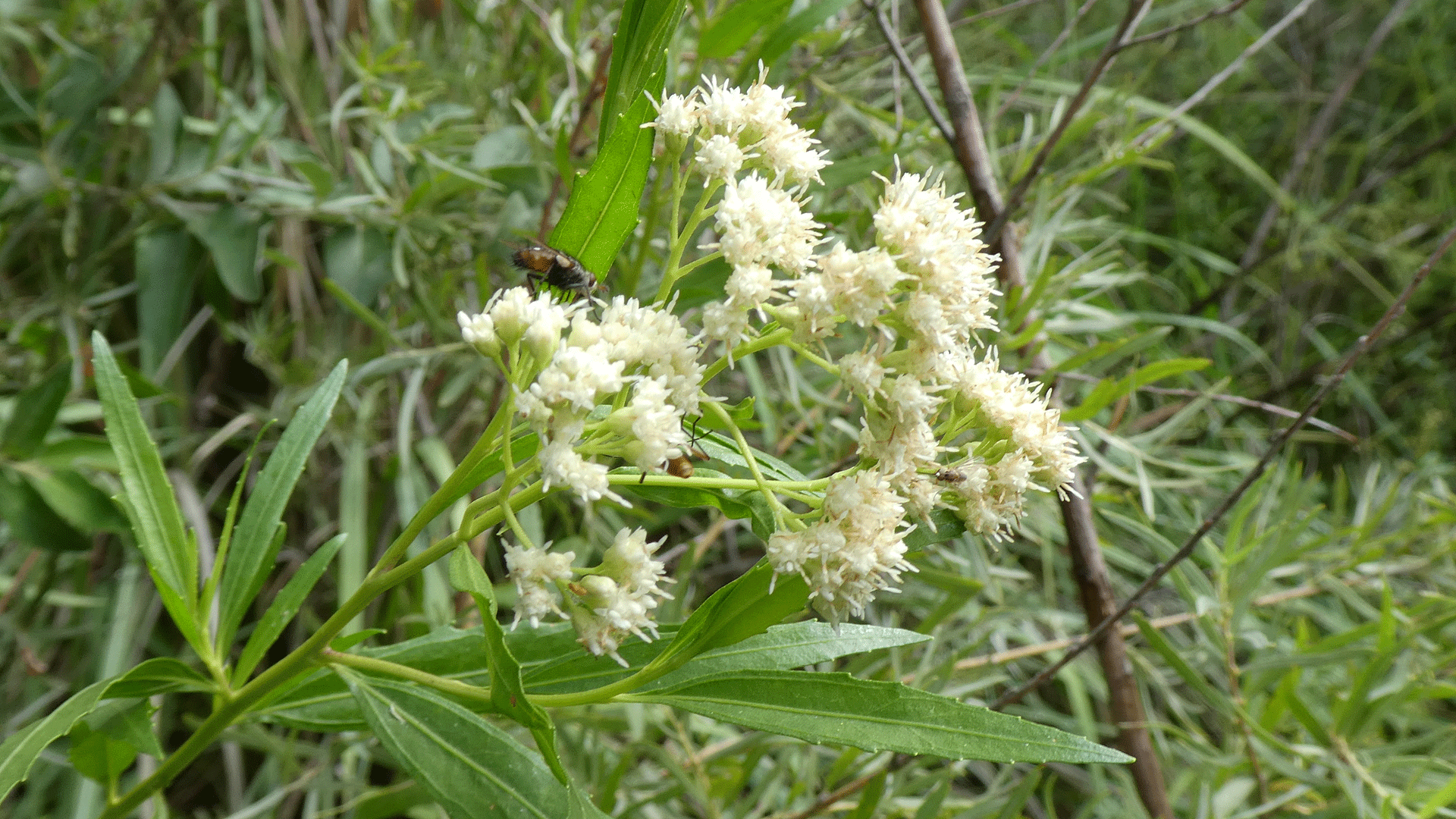 Male flowers, Rio Grande Bosque, Albuquerque, July 2020