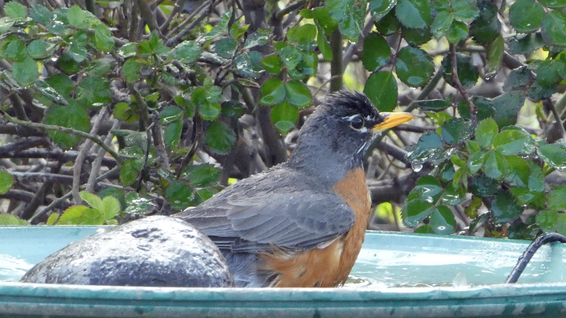 Male, Albuquerque, April 2020