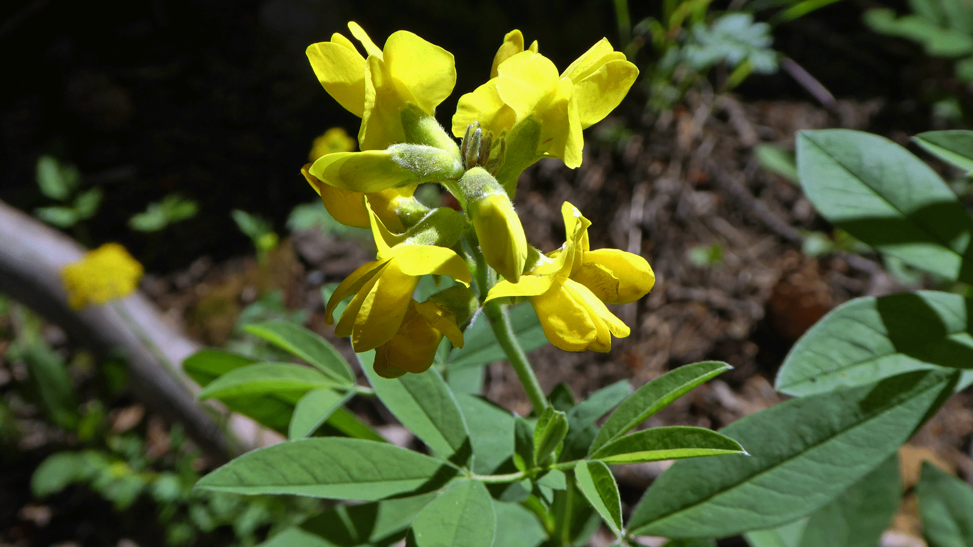 Sandia Mountains, June 2019