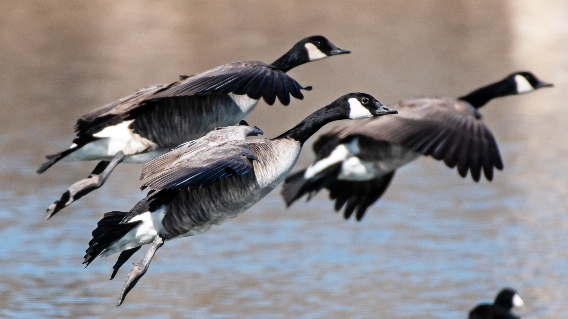 Landing, Isleta Lakes, January 2024