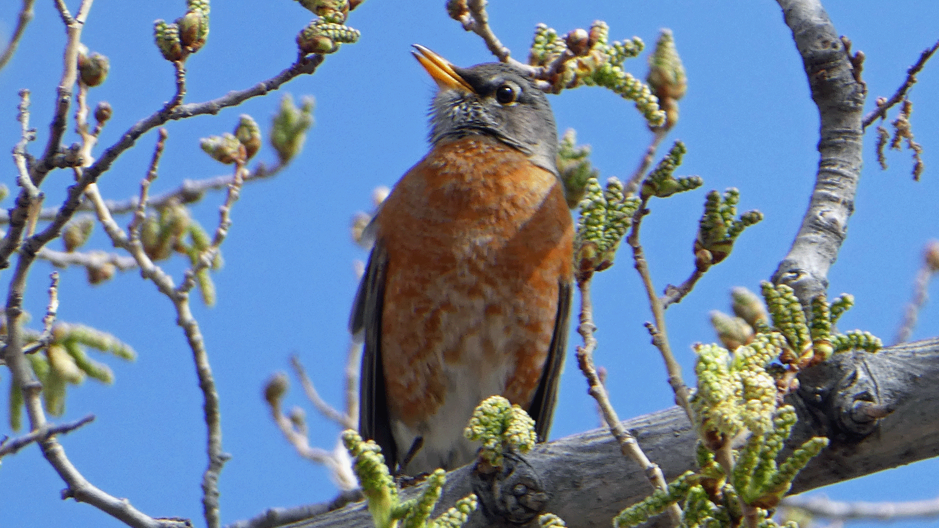 Female, Albuquerque, April 2020