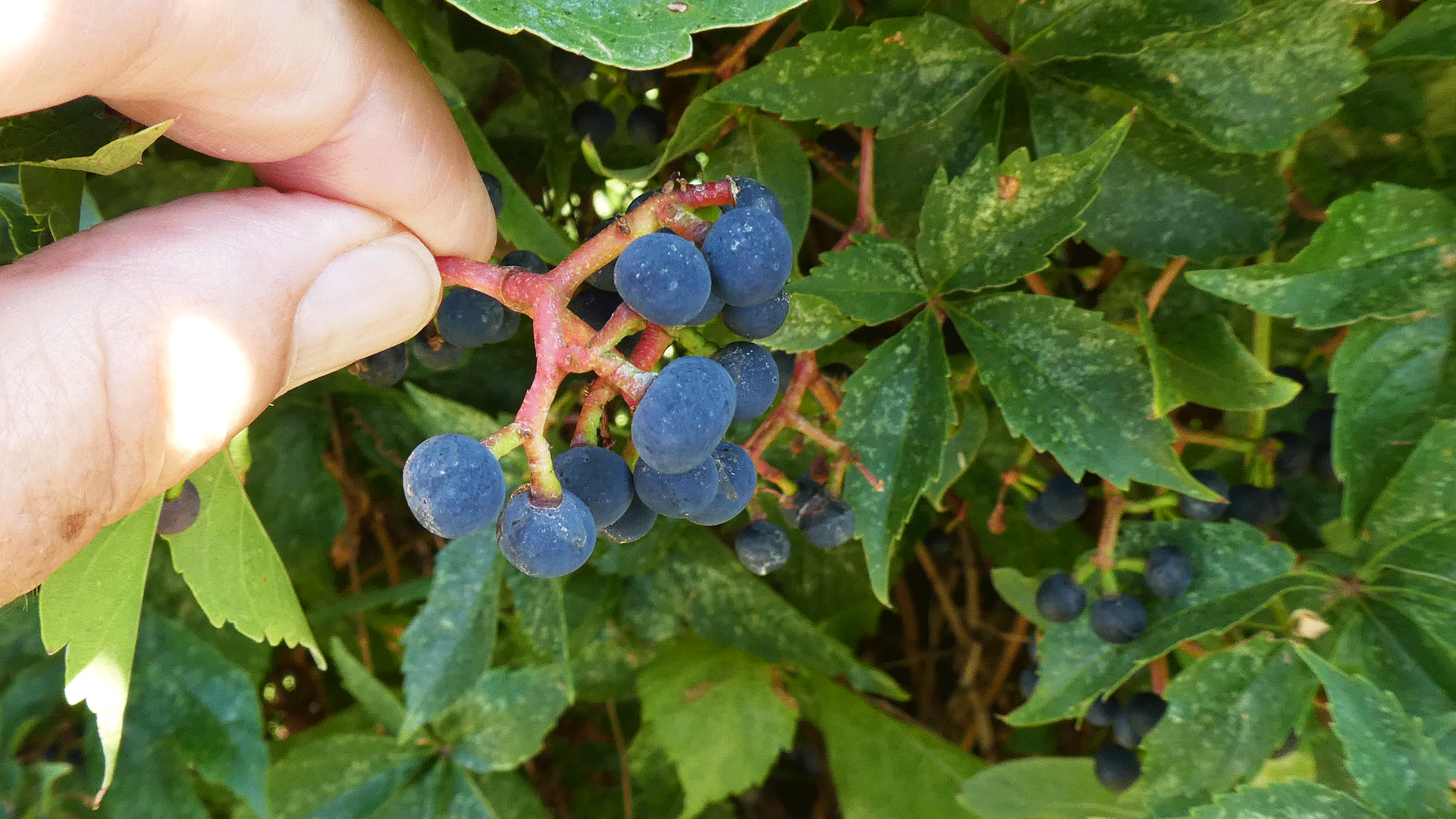 Cultivated, Albuquerque, August 2020