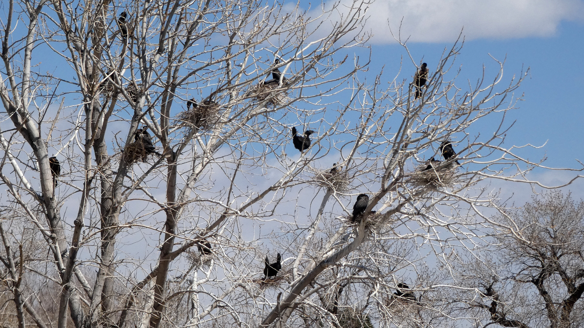 Nesting tree, Tingley Beach, Albuquerque, May 2021