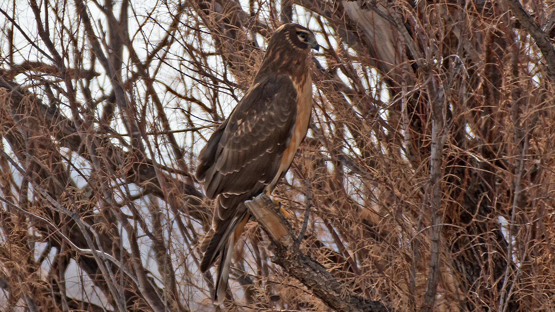 Immature, Ladd S. Gordon WMA, February 2026
