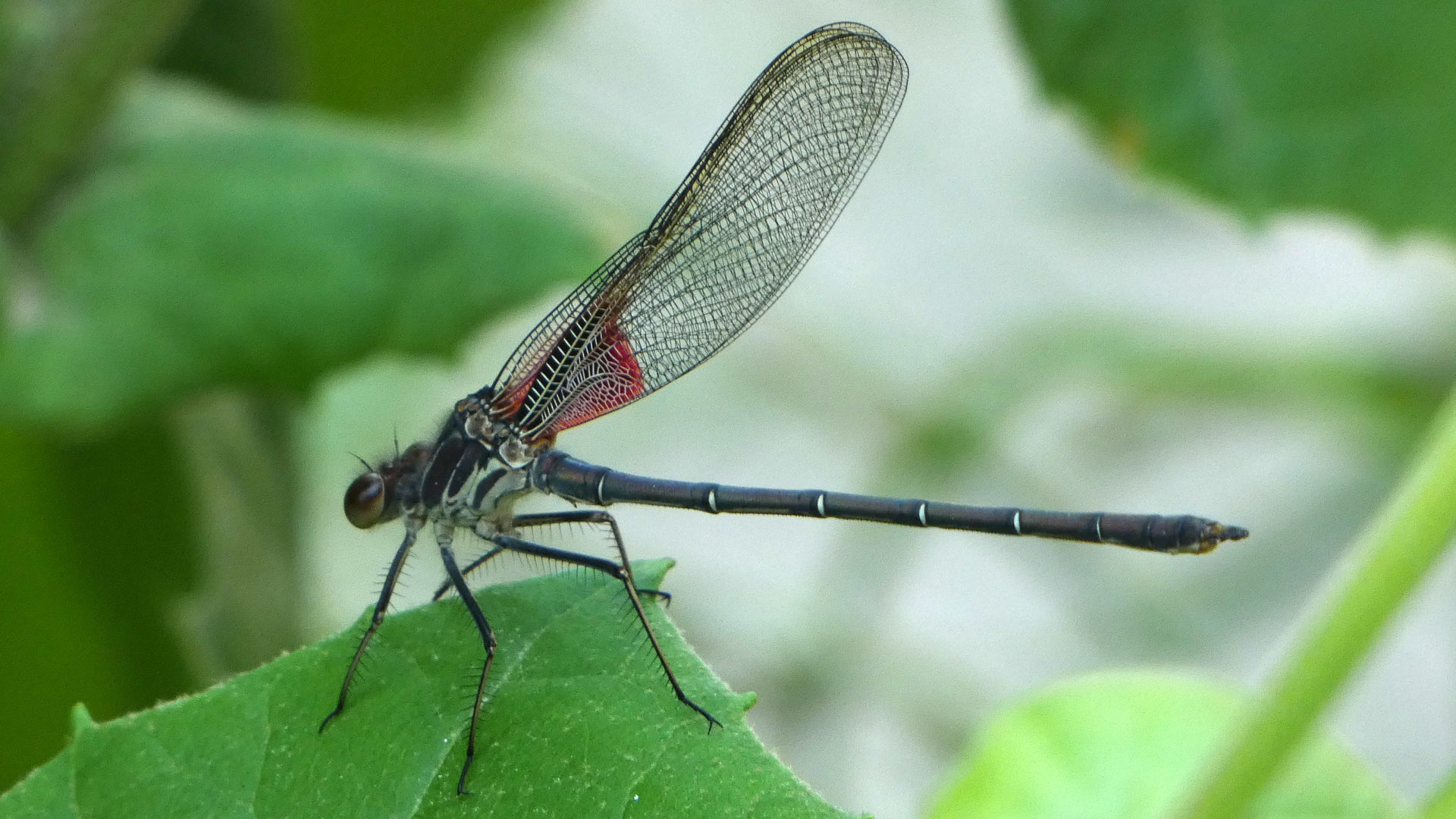 Male, Rio Grande Bosque, Albuquerque, June 2021