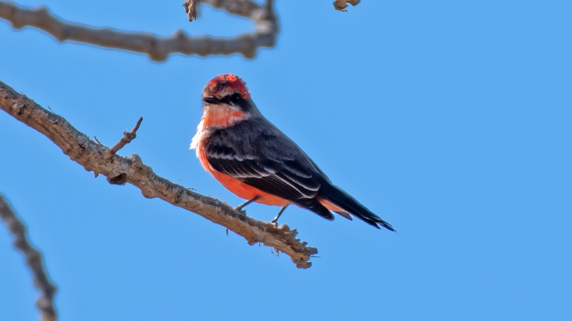 Near-adult male, Isleta Lakes, November 2023