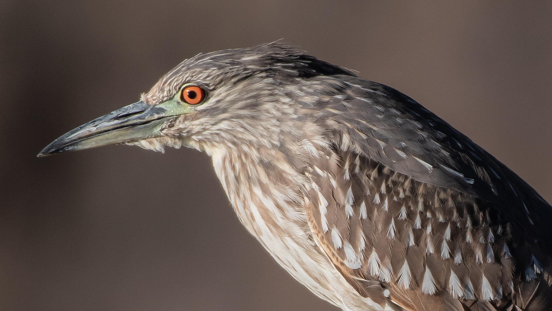 Juvenile, Tingley Beach, January 2025