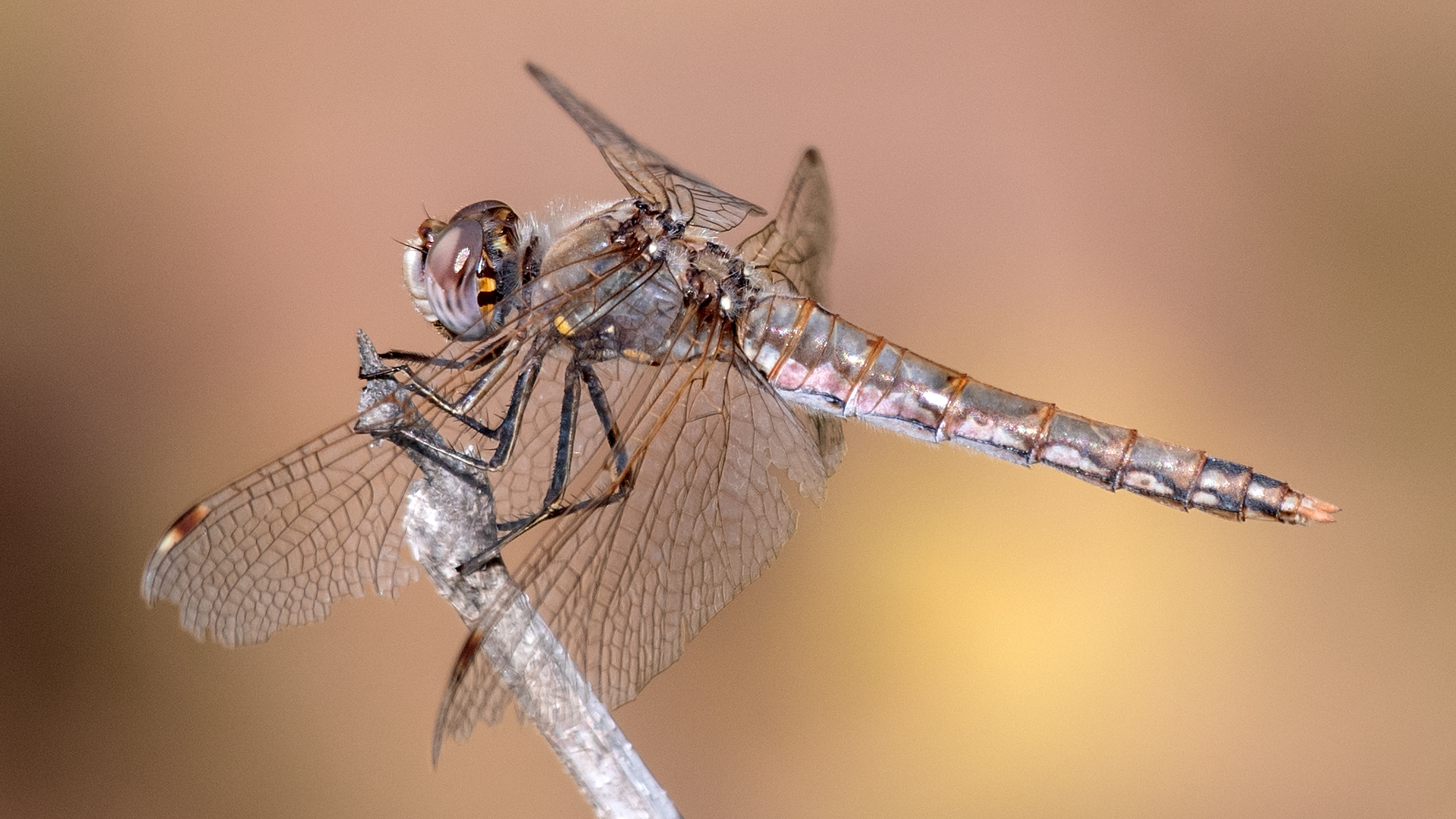 Female, Rio Grande Bosque, Belén, October 2025
