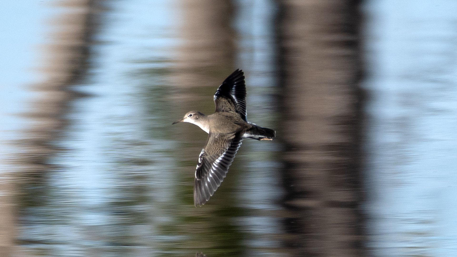Nonbreeding adult/immature, Zia Reservoir, September 2025