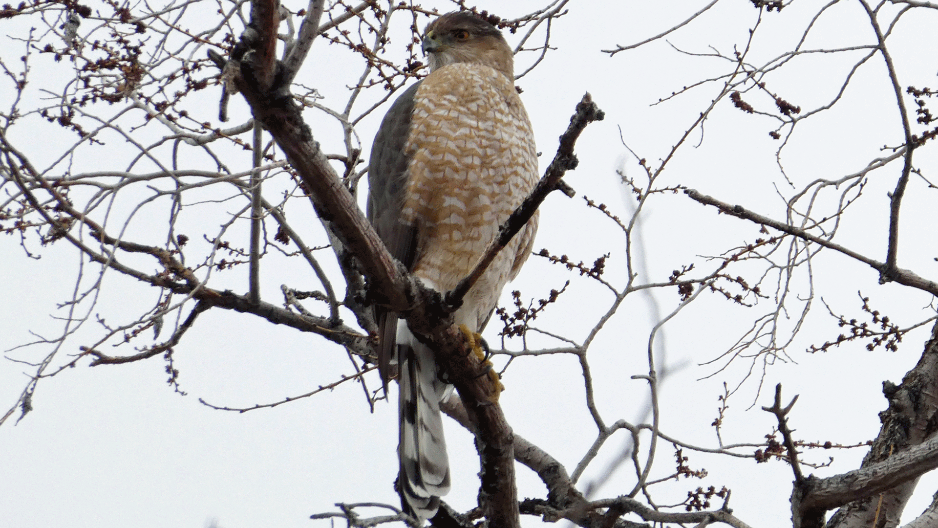 Adult, Bachechi Open Space, Albuquerque, March 2020