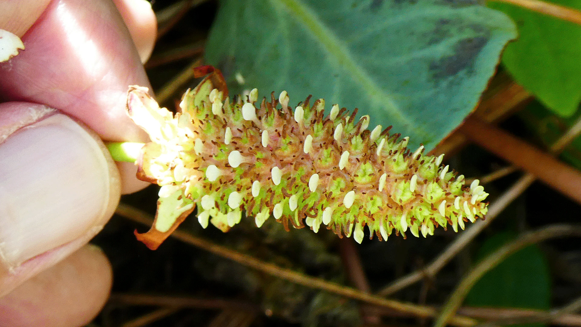 Young fruit, Albuquerque, July 2020