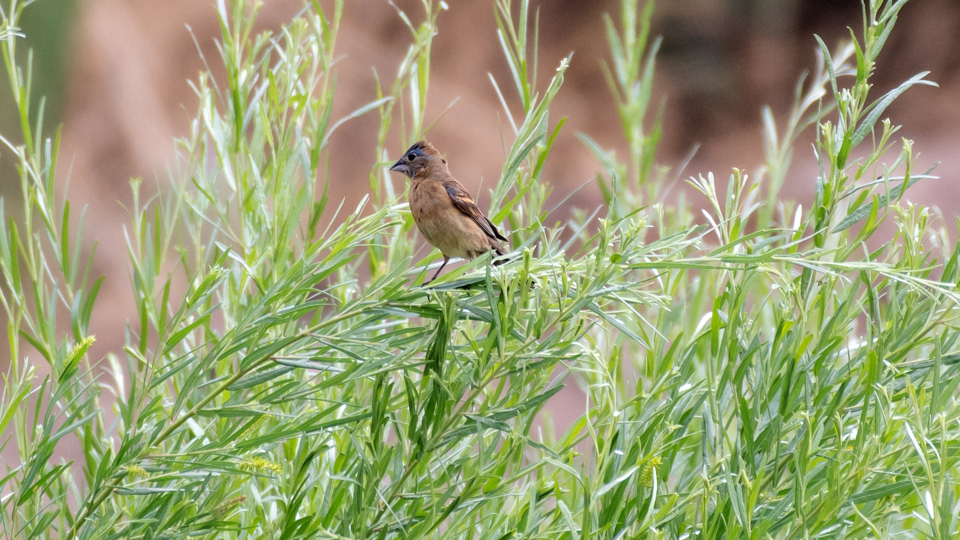 Immature male, San Acacia, July 2025
