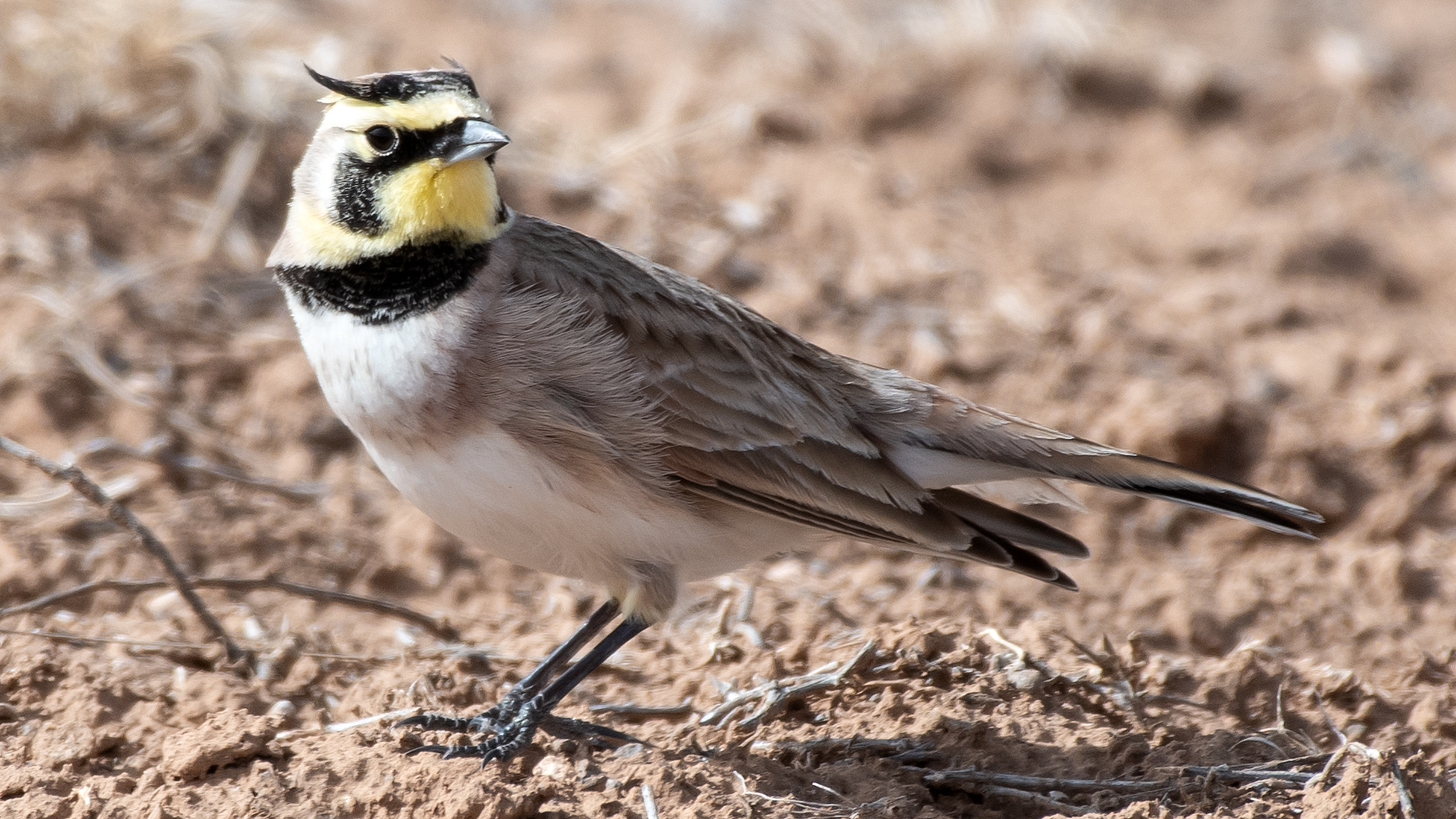Male, Caja del Rio IBA, February 2026