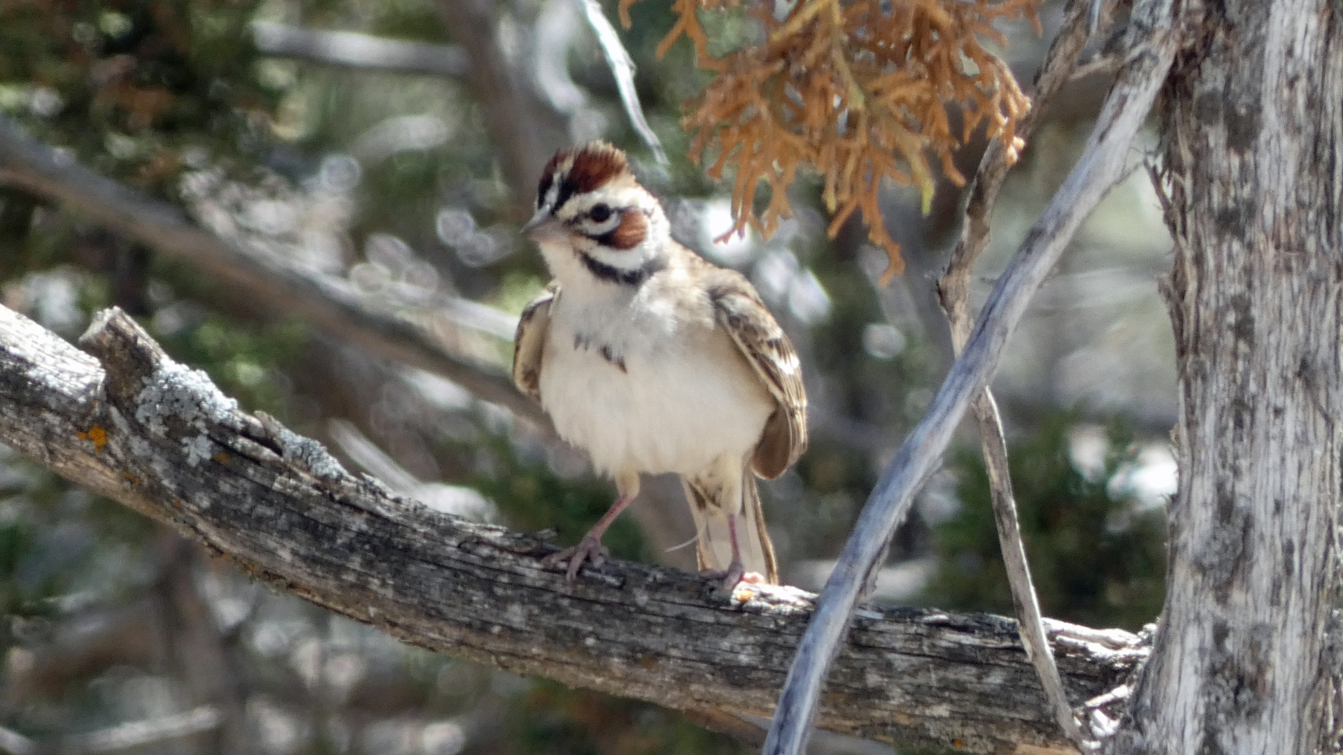 Adult, East Mountains, May 2022