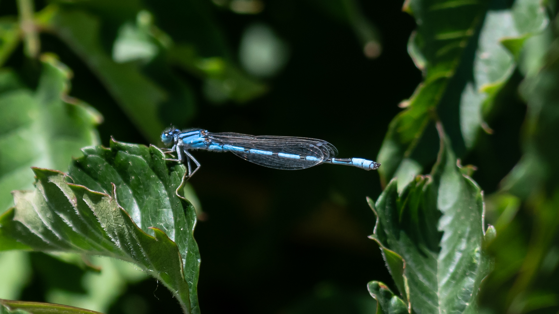 Male, Tingley Beach, June 2023