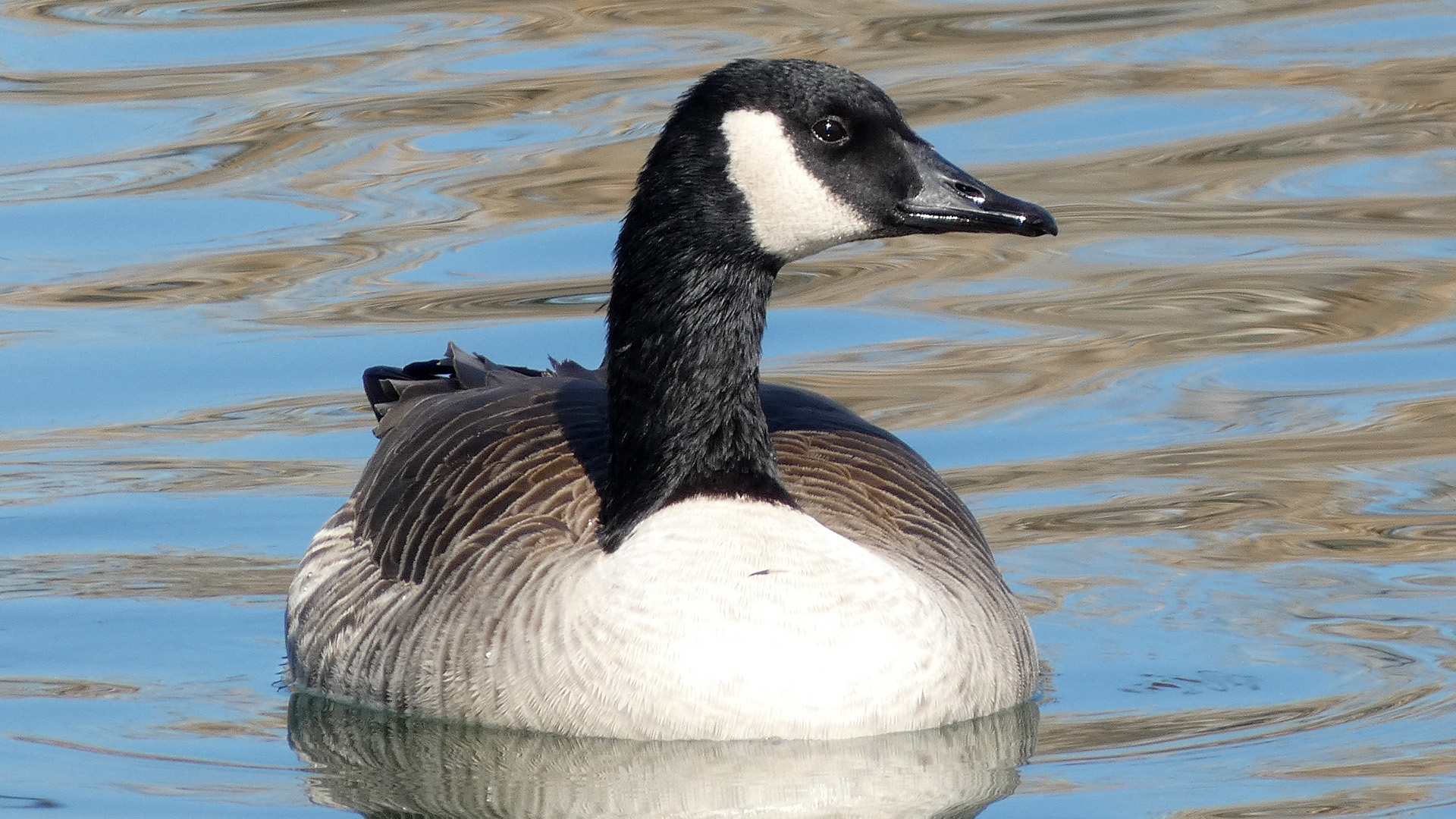 Isleta Lakes, November 2022