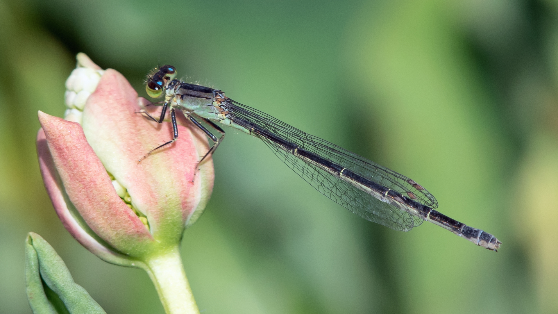 Female, Isleta Lakes, May 2023