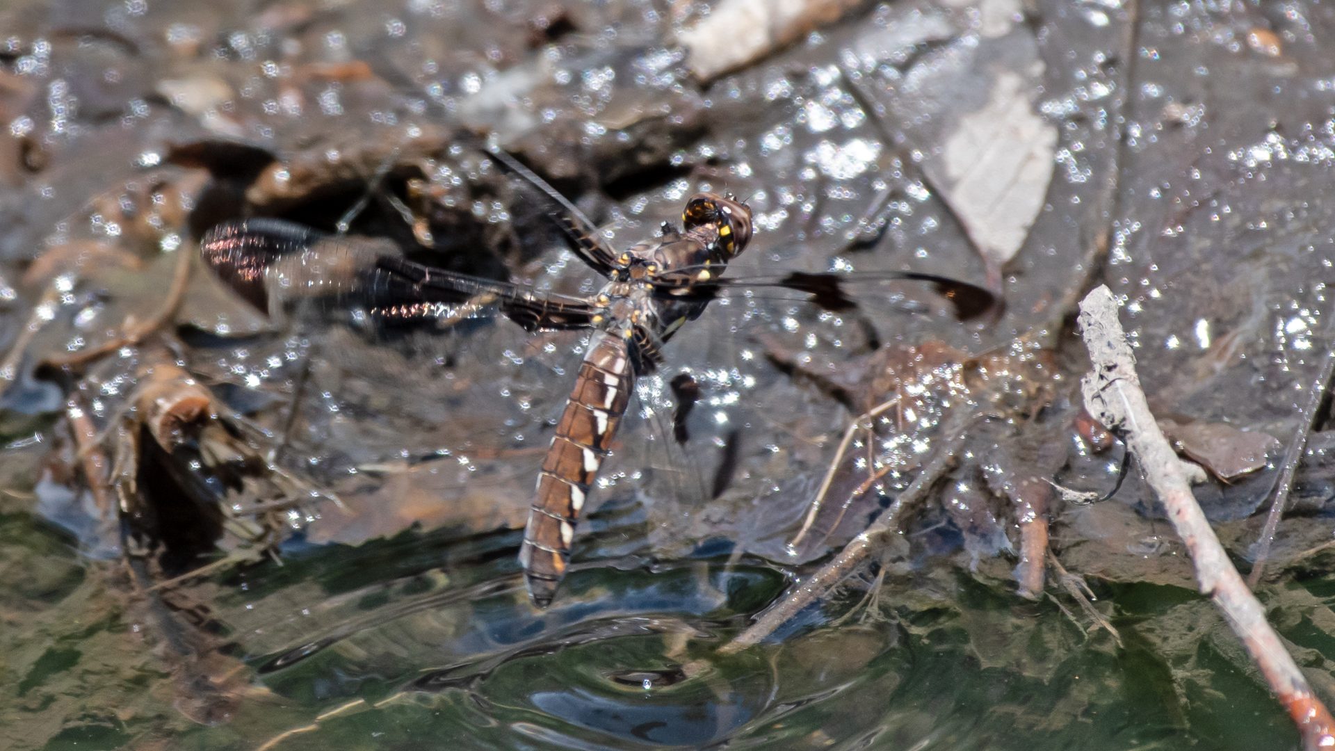Female, Rio Grande Bosque, Albuquerque, May 2023
