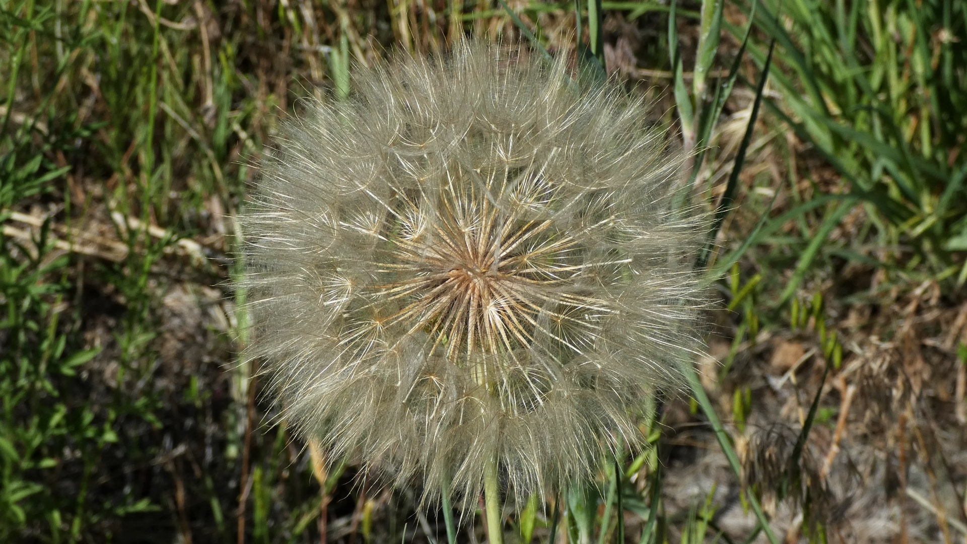 Seed head, Albuquerque, June 2021