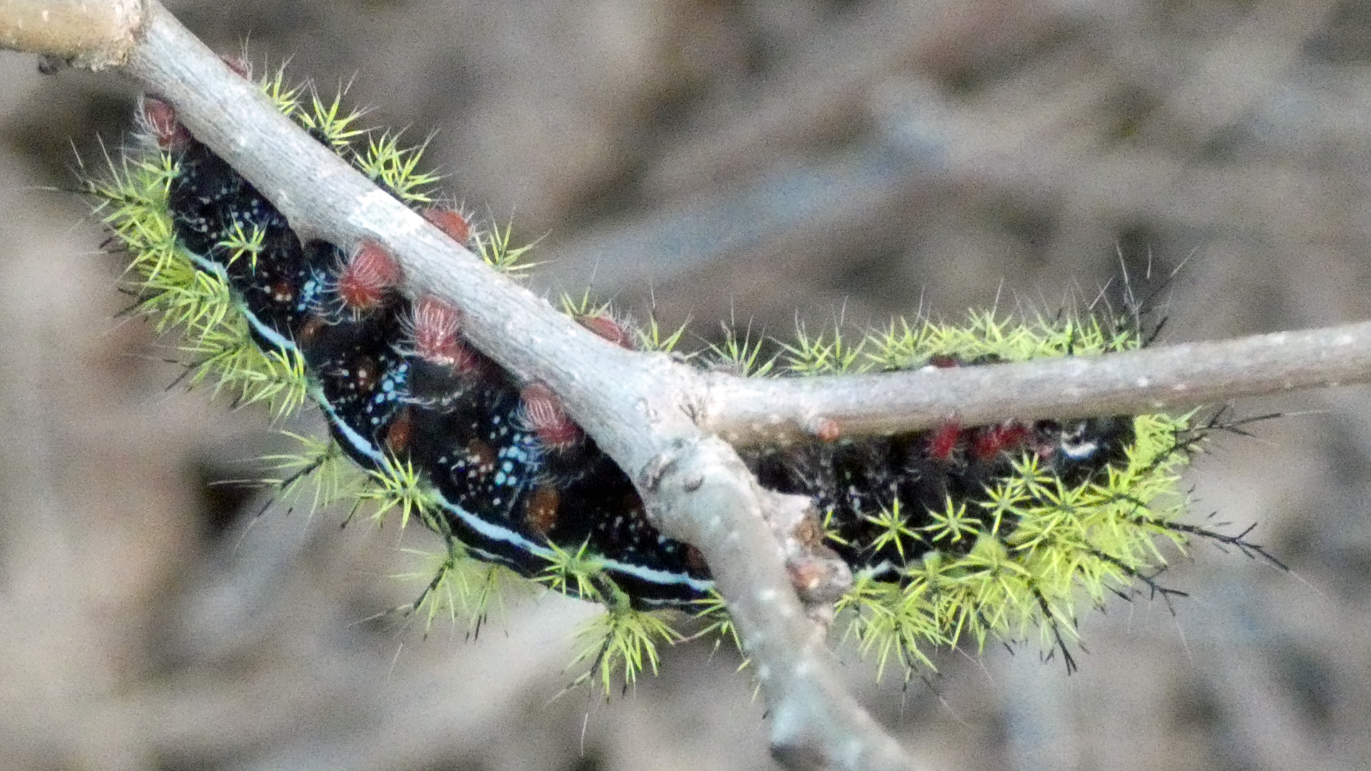 Caterpillar, Sandia Mountains, September 2022